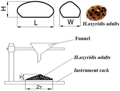 Design and evaluate the performance of a mechanical system for the release of Harmonia axyridis adults